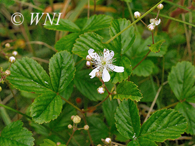 Bristly Dewberry (Rubus hispidus)